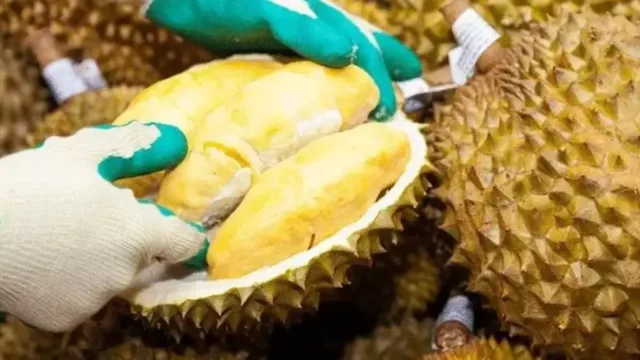 durian meyvesini Soyarken eldiven kullanılması önerilir.